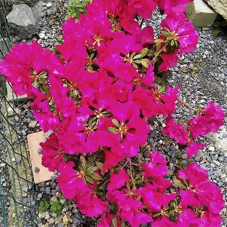 住宿加早餐酒店 Il Martello